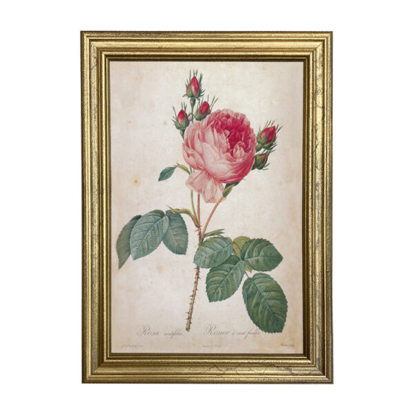 Botanical Botanical/Zoological Cabbage Rose Rosa Centifolia Vintage Color Illustration Reproduction Print Behind Glass in Gold Frame