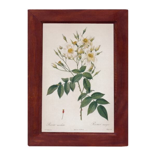 Botanical Botanical/Zoological Rosa Moschata Musk Rose Vintage Color Illustration Reproduction Print Behind Glass in Solid Mango Wood Frame