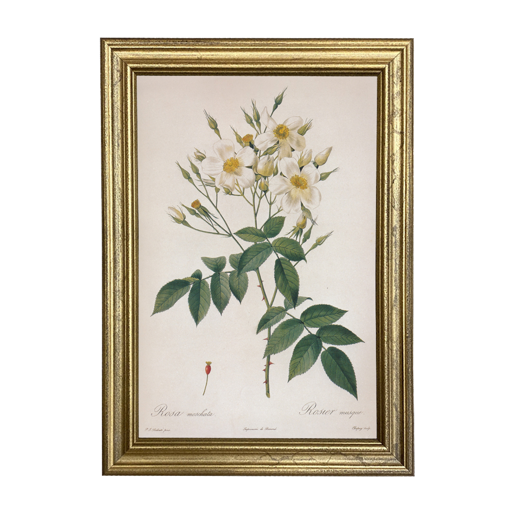 Botanical Botanical/Zoological Rosa Moschata Musk Rose Vintage Color Illustration Reproduction Print Behind Glass in Gold Frame