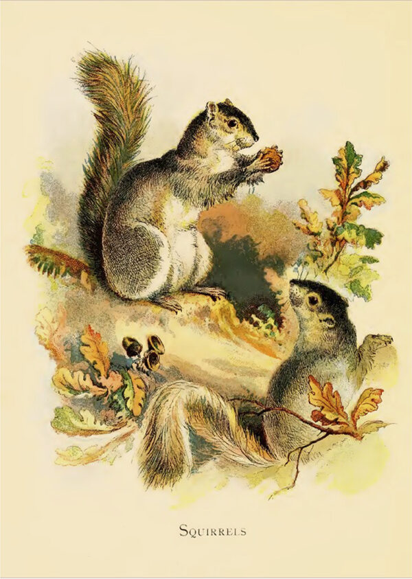 Cabin/Lodge Animals Squirrels Vintage Children’s Book Illustration Framed Print Behind Glass