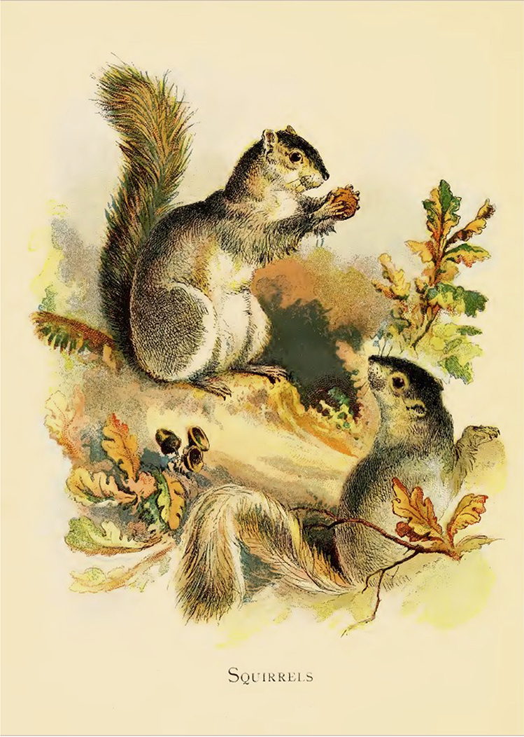 Cabin/Lodge Animals Squirrels Vintage Children’s Boo ...