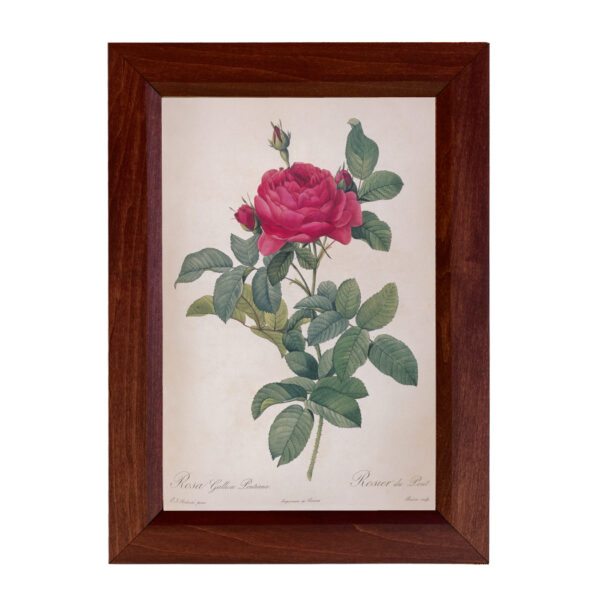 Botanical Botanical/Zoological Rosa Gallica Pontiana Bridge Rose Framed Vintage Color Illustration Reproduction Print