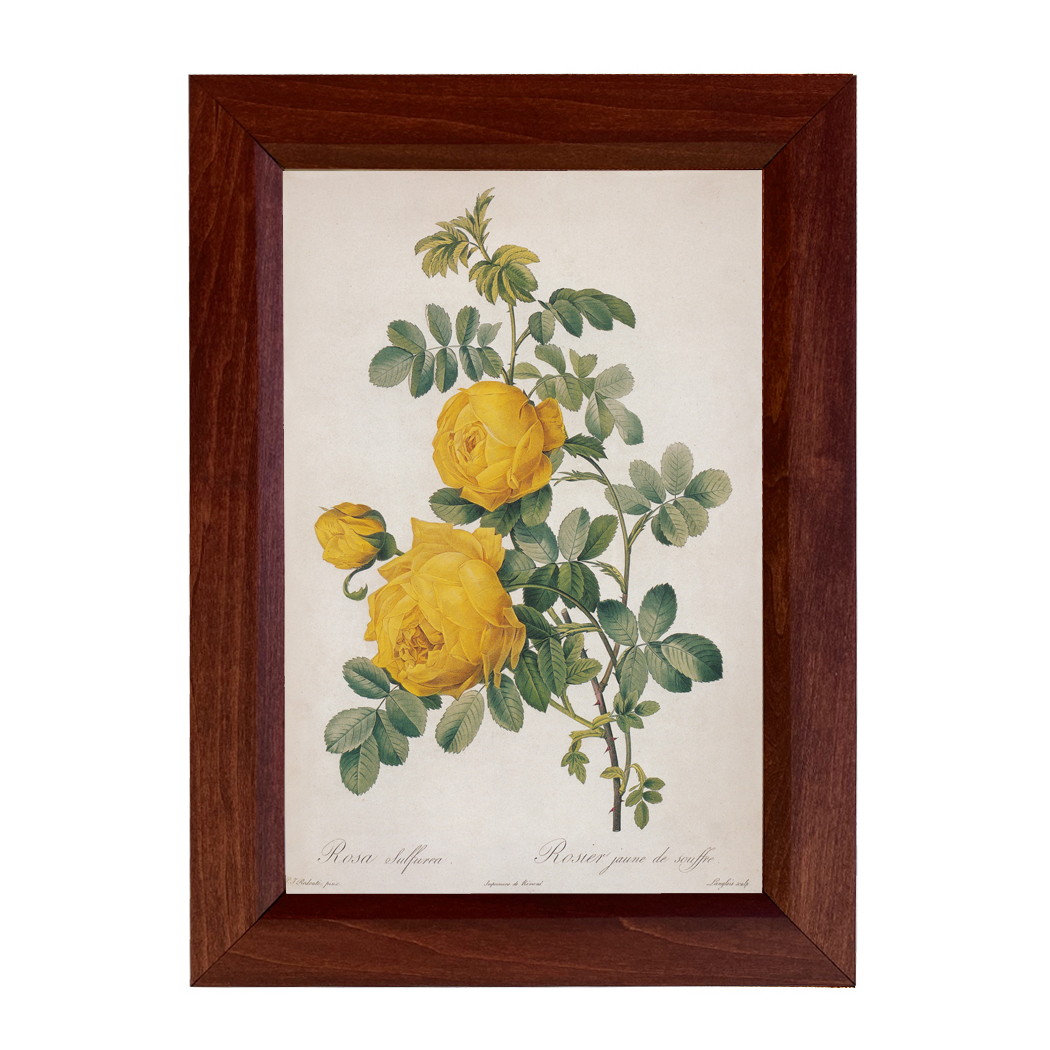 Botanical Botanical/Zoological Rosa Sulfurea Yellow Rose Vintage Color Illustration Reproduction Print Behind Glass