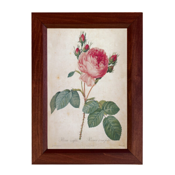 Botanical Botanical/Zoological Cabbage Rose Rosa Centifolia Framed Vintage Color Illustration Reproduction Print