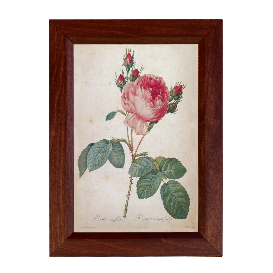 Botanical Botanical/Zoological Cabbage Rose Rosa Centifolia Vintage Color Illustration Reproduction Print Behind Glass