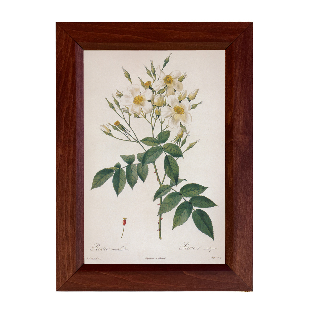 Botanical Botanical/Zoological Rosa Moschata Musk Rose Vintage Color Illustration Reproduction Print Behind Glass