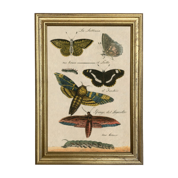 Botanical Botanical/Zoological Butterflies Vintage Color Illustration Print Reproduction Behind Glass in Gold Wood Frame