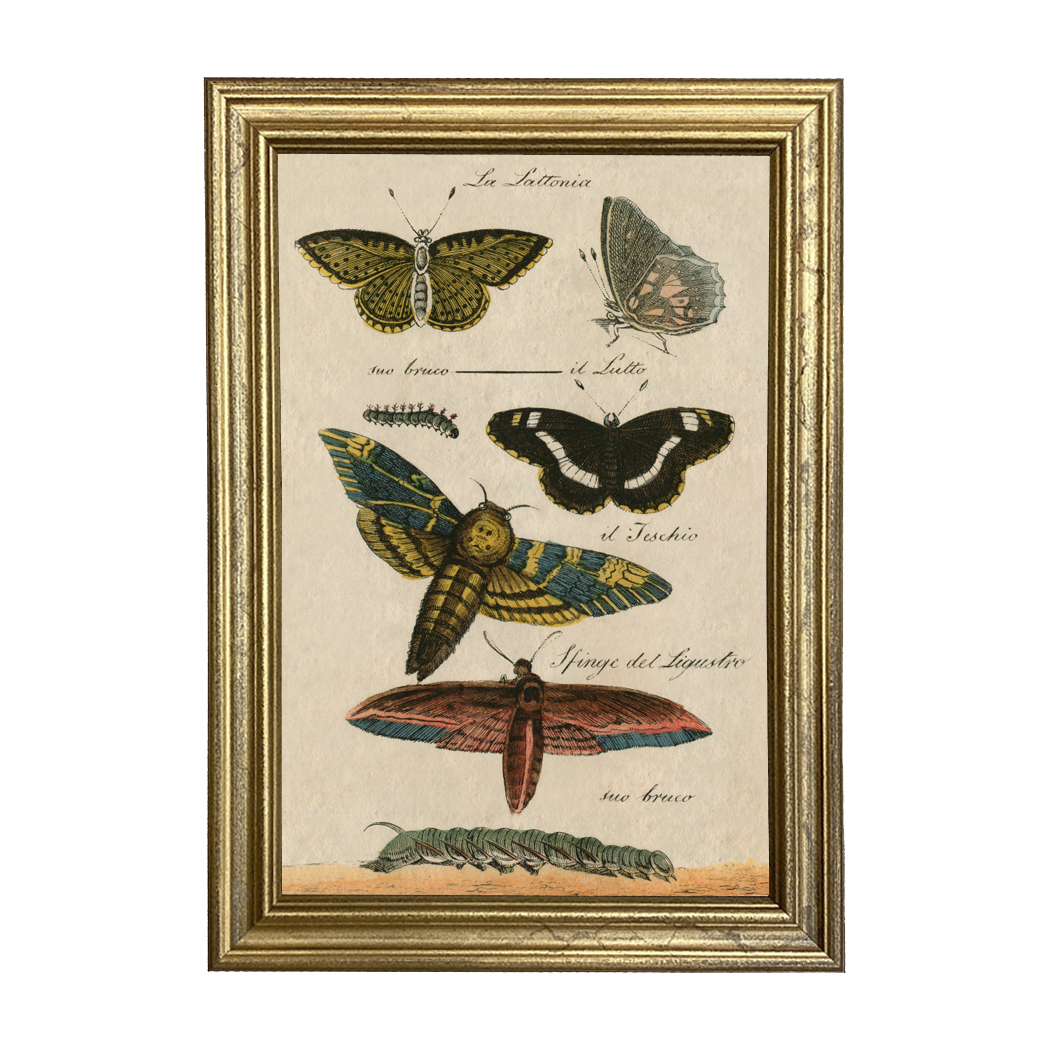 Botanical Botanical/Zoological Butterflies Vintage Color Illustration ...