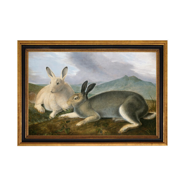 Easter Animals Audubon’s Arctic Hare Rabbit Framed Print Behind Glass- 8-1/2″ x 12-1/2″