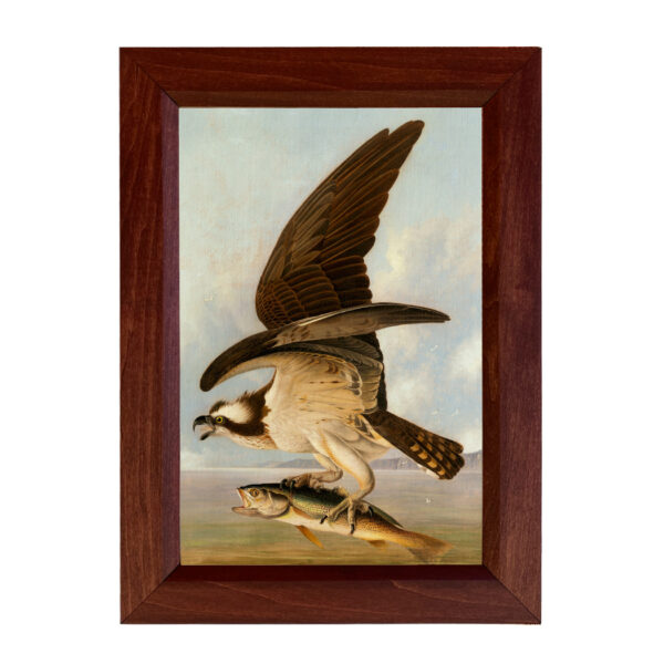 Marine Life/Birds Animals Osprey and Weakfish Audubon Framed Vintage Color Illustration Reproduction Print