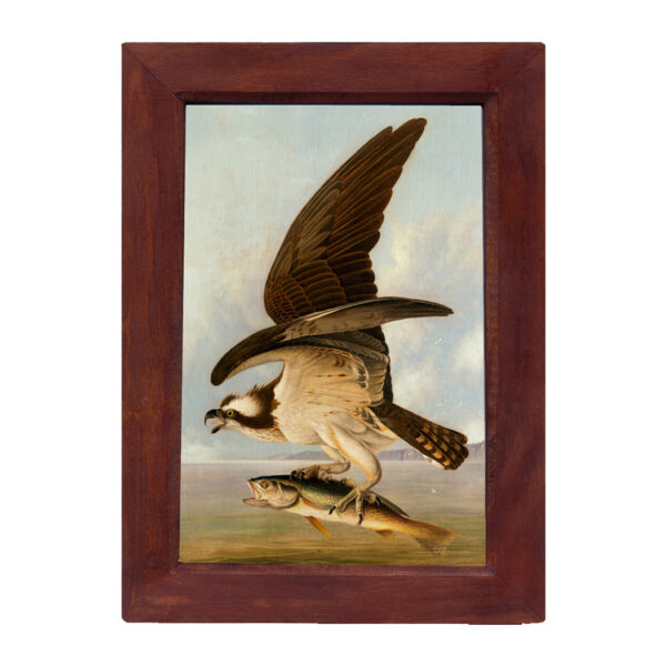 Marine Life/Birds Animals Osprey and Weakfish Audubon Vintage Color Illustration Reproduction Print Behind Glass in Solid Mango Wood Frame. 8-1/2″ x 12″.
