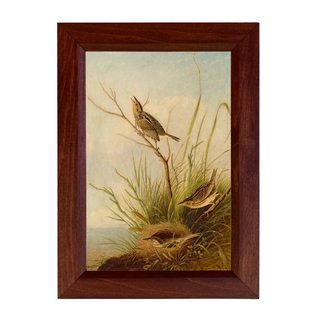 Marine Life/Birds Animals Sharp-Tailed Finch Framed Vintage Colo ...