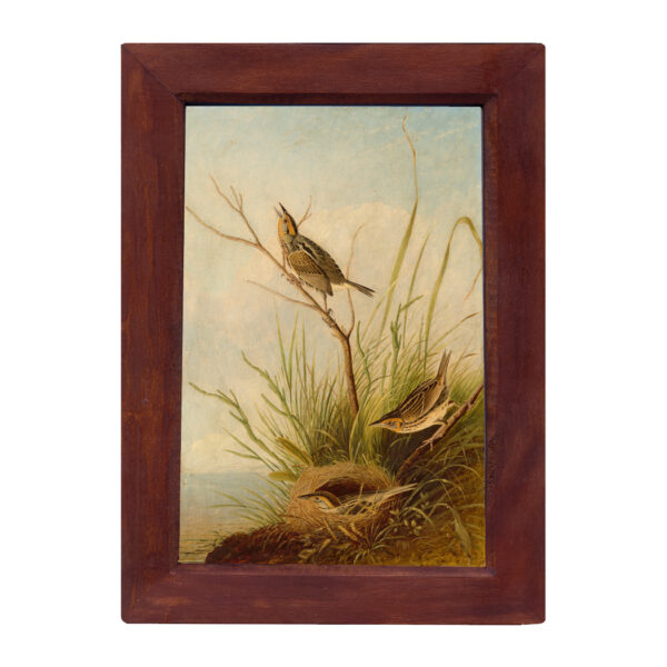 Marine Life/Birds Animals Sharp-Tailed Finch Vintage Color Illustration Reproduction Print Behind Glass in Solid Mango Wood Frame. 8-1/2″ x 12″.