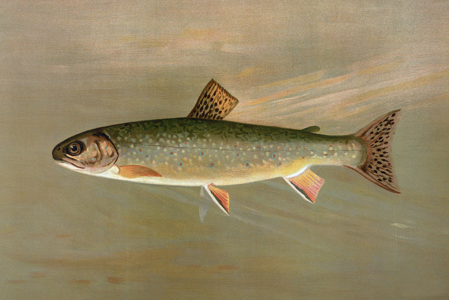 Cabin/Lodge Lodge American Brook Trout Reproduction Print, Framed Behind Glass