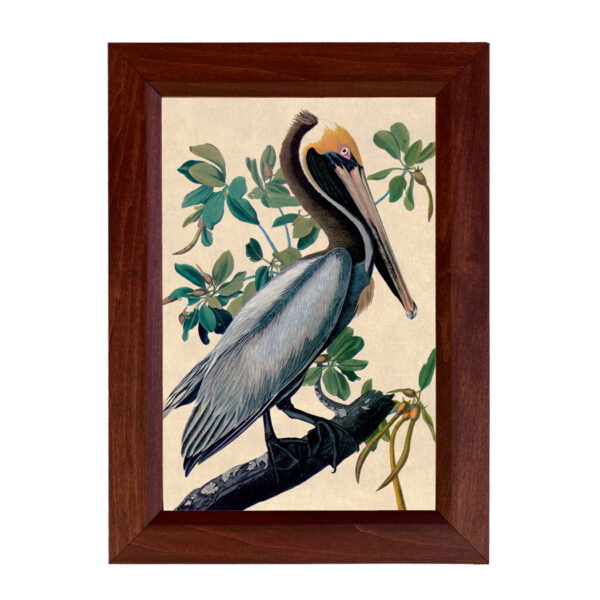 Marine Life/Birds Botanical/Zoological Brown Pelican Vintage Color Illustration Reproduction Framed Print Behind Glass