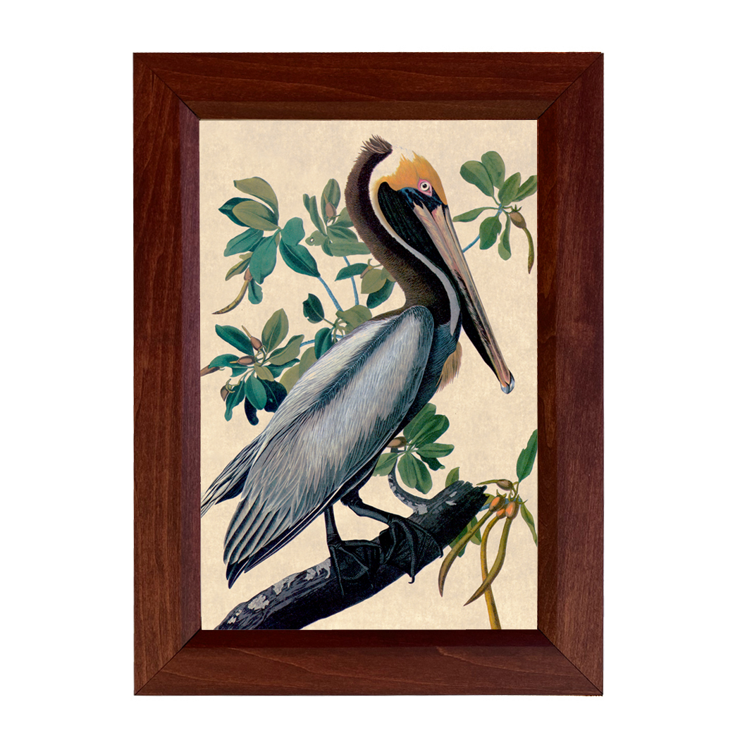 Brown Pelican Vintage Color Illustration Reproduction Framed Print Behind  Glass
