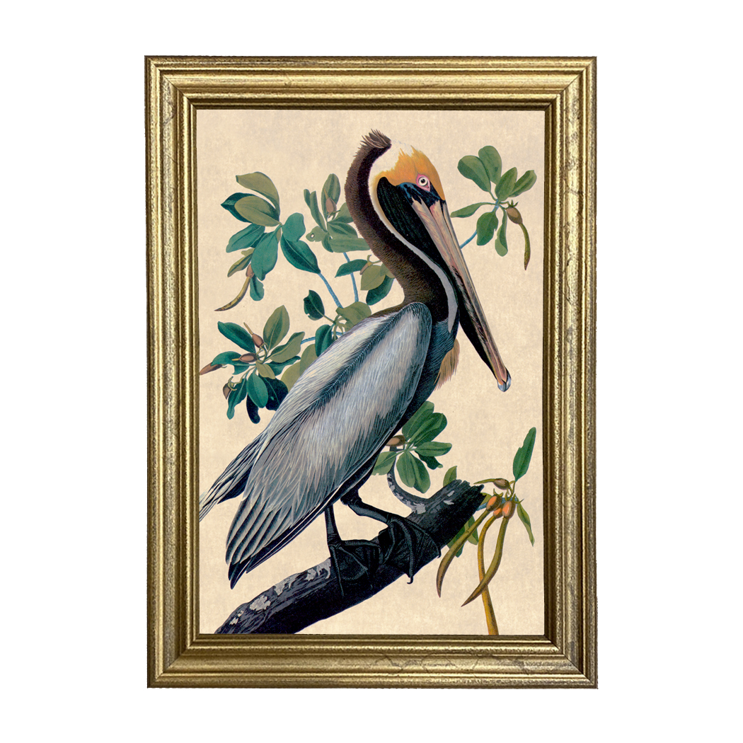 Marine Life/Birds Botanical/Zoological Brown Pelican Vintage Color Illustrati ...