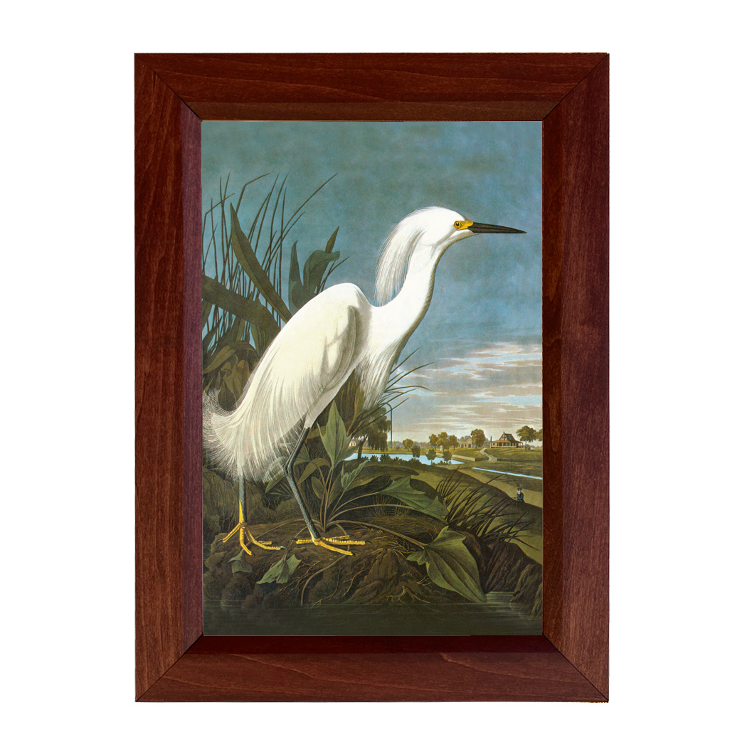 Marine Life/Birds Botanical/Zoological Snowy Egret Vintage Color Illustration Print Framed Behind Glass