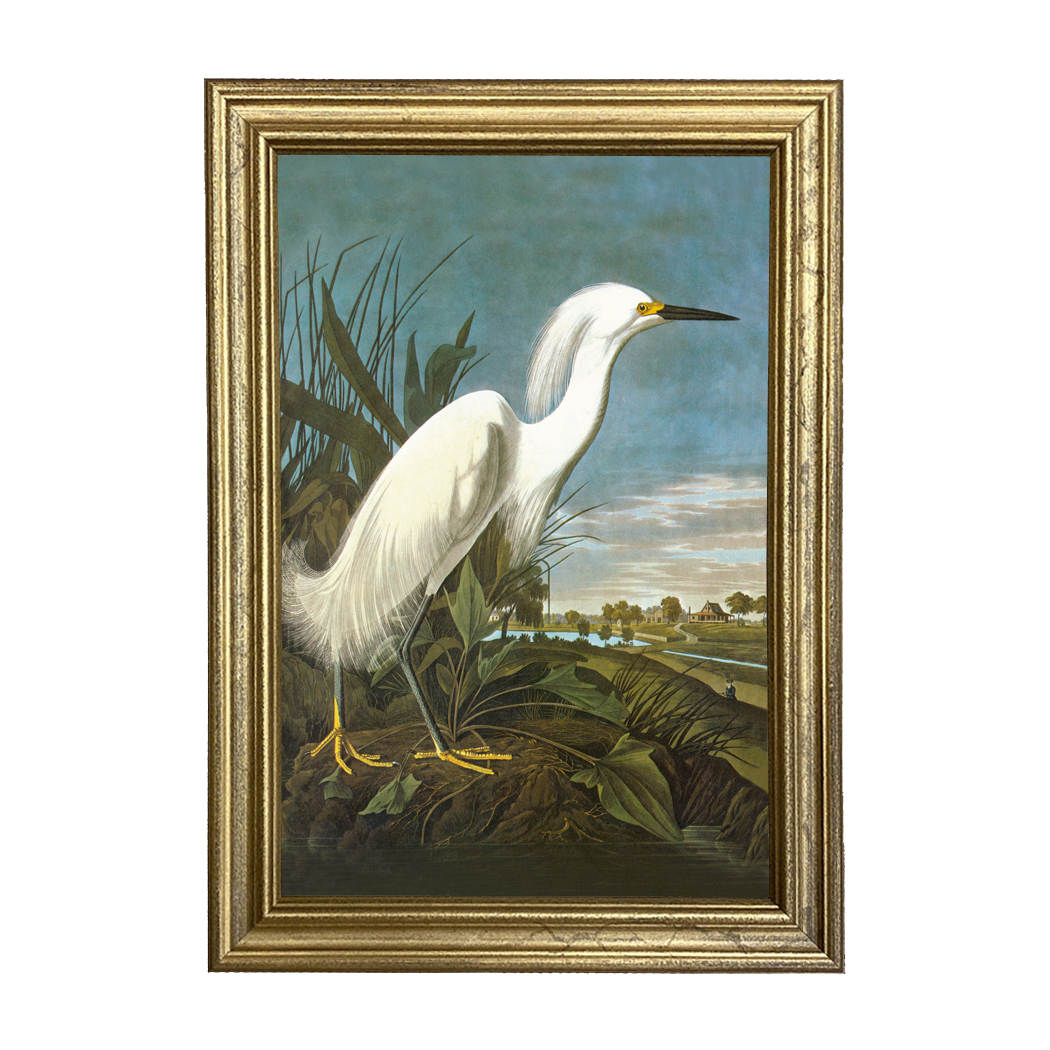 Marine Life/Birds Botanical/Zoological Snowy Egret Vintage Color Illustration Print Framed Behind Glass
