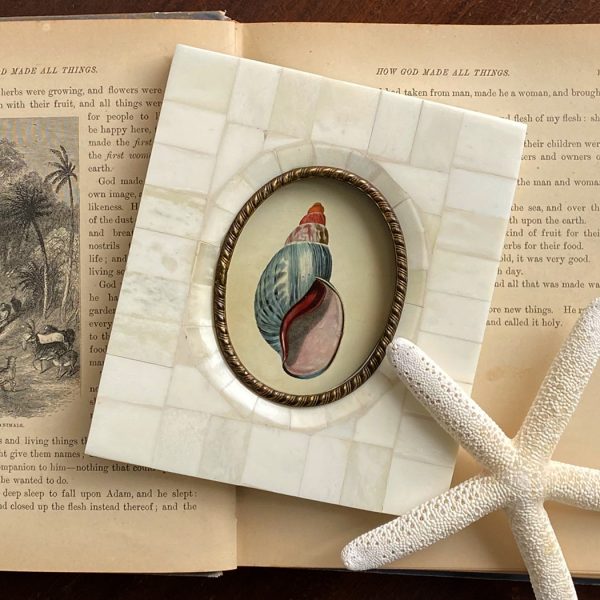 Marine Life/Birds Botanical/Zoological Tulip Seashell Print in Bone & Brass Frame