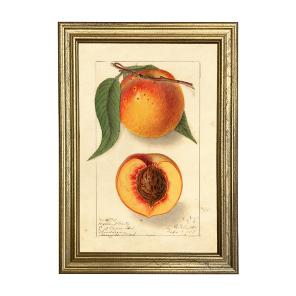 Botanical Botanical/Zoological Peach “Highland Beauty” Botanical Framed Print