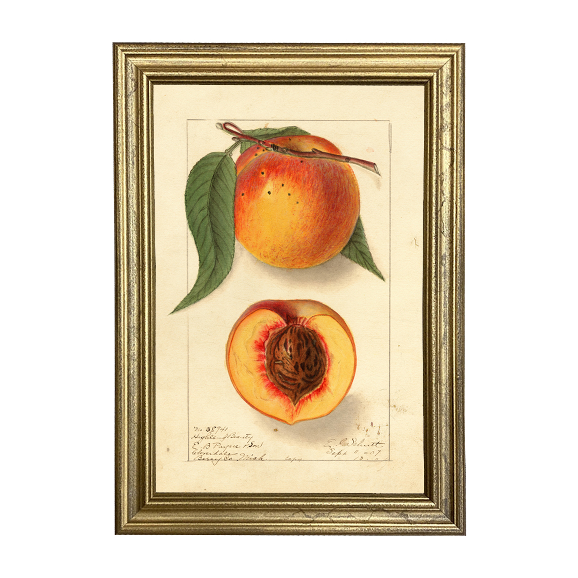 Botanical Botanical/Zoological Peach “Highland Beauty” Bo ...