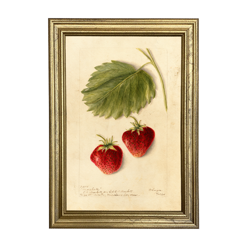 Botanical Botanical/Zoological Strawberry “Marshall” Botanical Framed Print