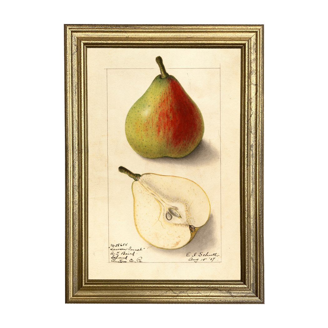 Botanical Botanical/Zoological Pear “Lawson Comet” Botanical Framed Print