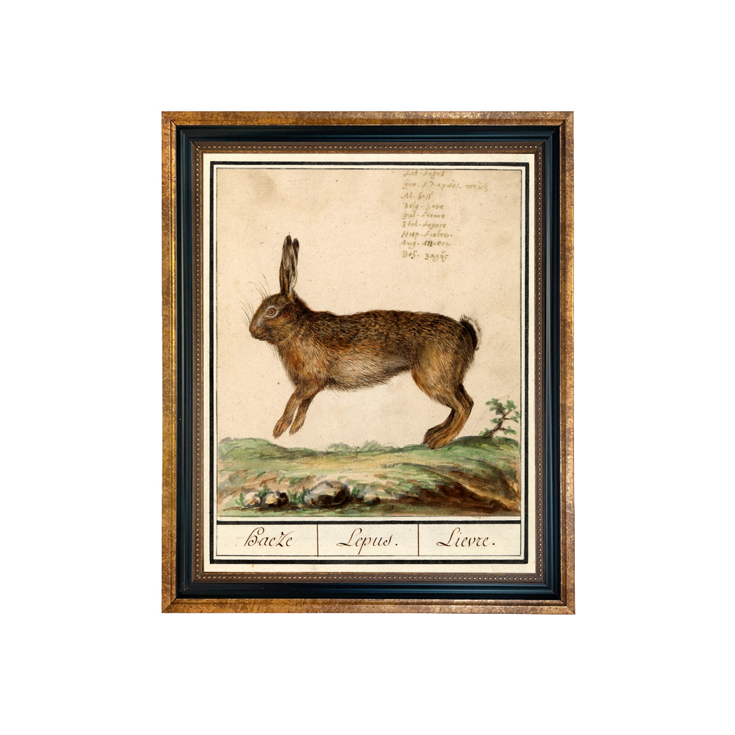 Easter Botanical/Zoological Rabbit Illustration Framed Print Behind Glass