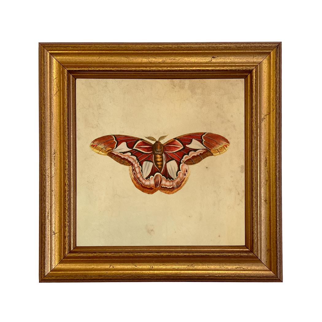 Cabin/Lodge Botanical/Zoological Vintage Style Moth Illustration Framed Prints