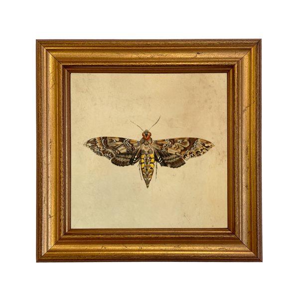 Cabin/Lodge Botanical/Zoological Vintage Style Moth Illustration Framed Prints