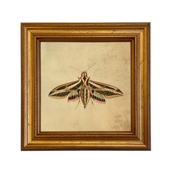 Cabin/Lodge Botanical/Zoological Vintage Style Moth Illustration Framed Prints