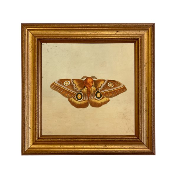 Cabin/Lodge Botanical/Zoological Vintage Style Moth Illustration Framed Prints