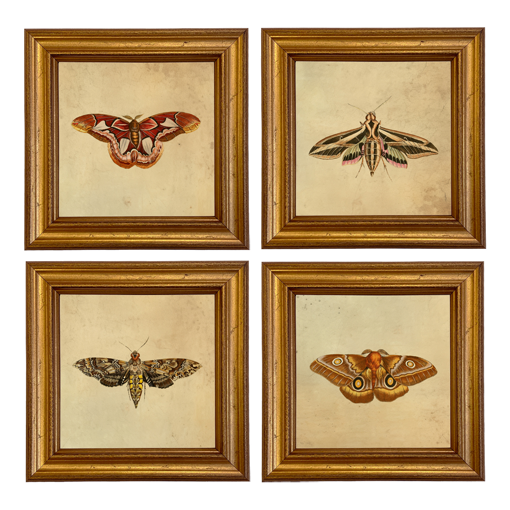 Cabin/Lodge Botanical/Zoological Vintage Style Moth Illustration Framed Prints