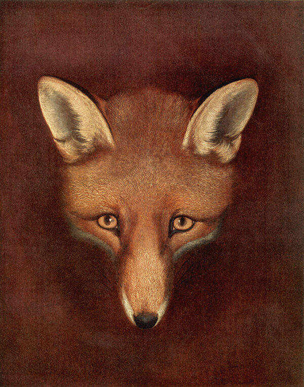 Equestrian/Fox Equestrian Fox Head by Reinagle Framed Oil Painting Print on Canvas