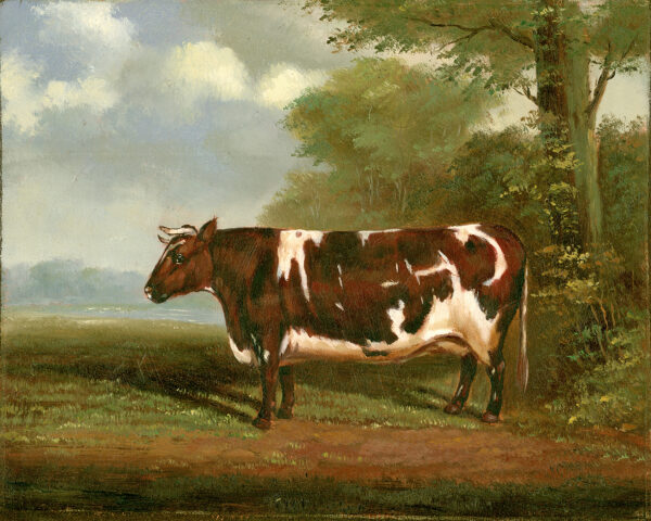 Farm/Pastoral Early American Prize Heifer Bull Framed Oil Painting Print on Canvas
