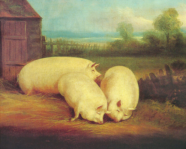 Farm/Pastoral Barnyard Three Prize Pigs Framed Oil Painting Print on Canvas