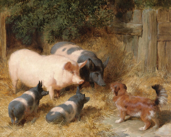 Farm/Pastoral Animals Pigs Barnyard Gossip Framed Oil Painting Print on Canvas