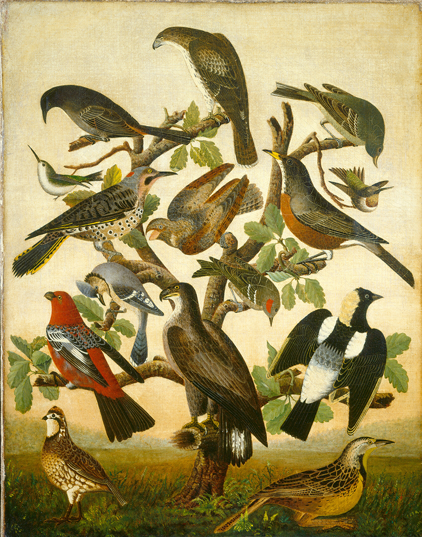Painting Prints on Canvas Early American Birds in Tree Framed Oil Painting Prin ...