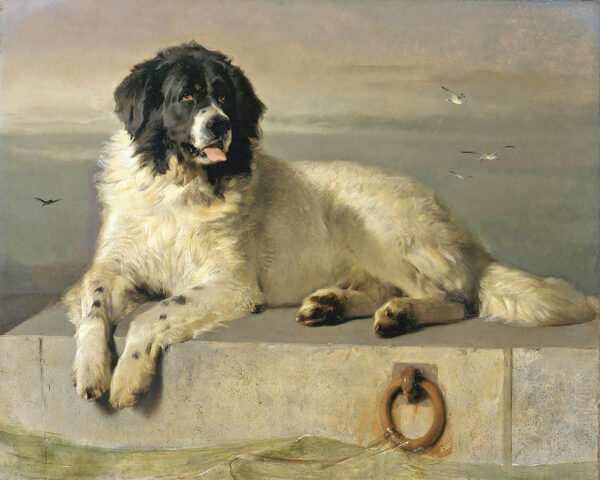 Dogs/Cats Dogs A Distinguished Member of the Humane Society Newfoundland Framed Oil Painting Print on Canvas