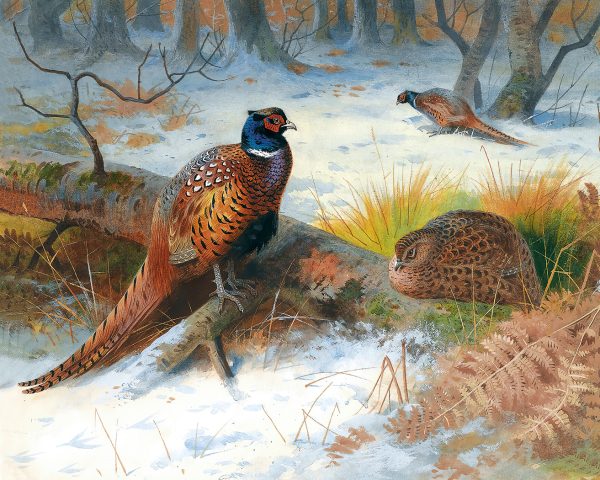 Cabin/Lodge Lodge Pheasants in the Snow