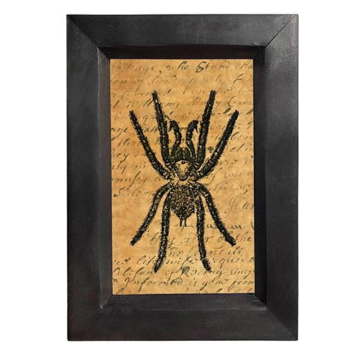 Halloween Halloween Tarantula Spider Dark Academia Framed Print