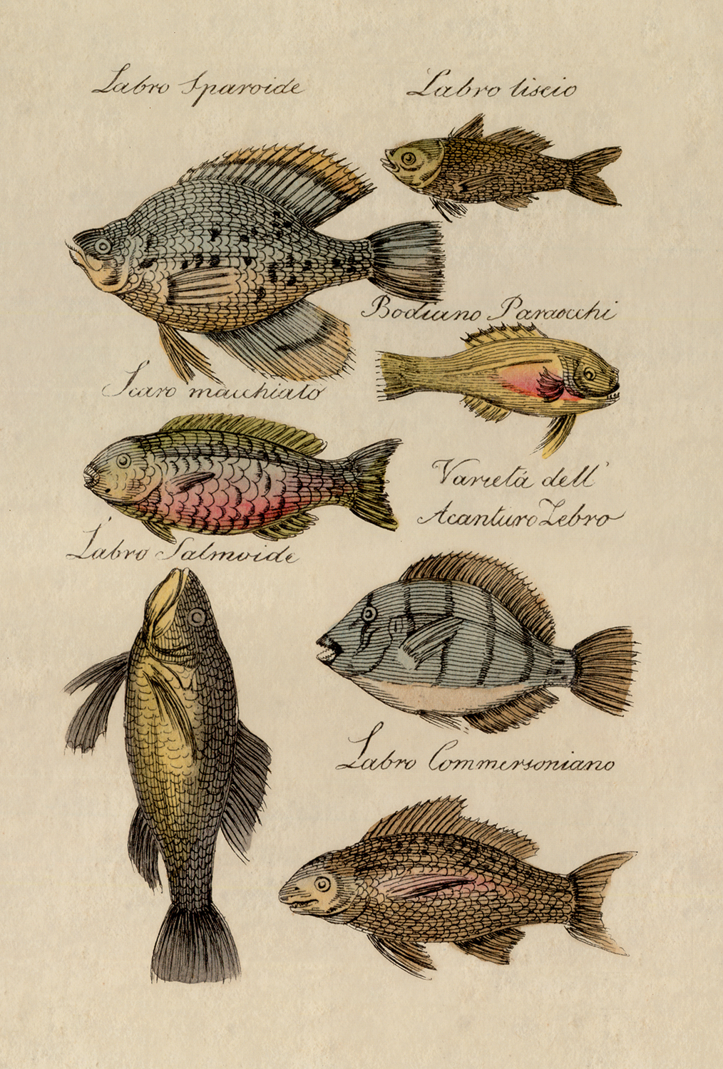 Marine Life/Birds Botanical/Zoological Vintage Fish Color Illustration Print  ...