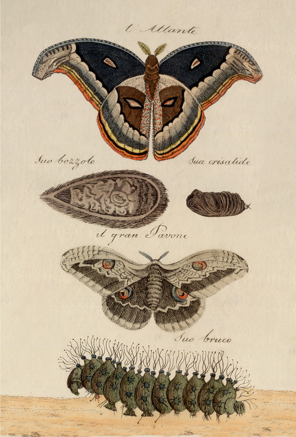 Botanical Botanical/Zoological Great Peacock Moth Vintage Color Illustration Reproduction Print Behind Glass
