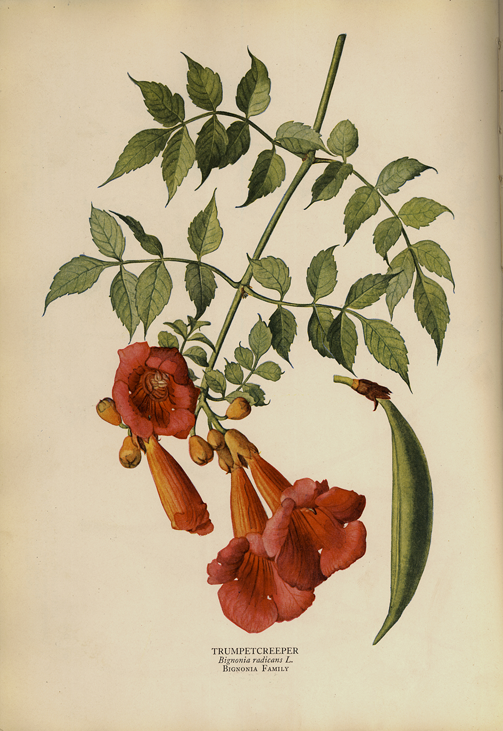 Botanical Botanical/Zoological Trumpet Creeper Vintage Color Illustration Reproduction Print Behind Glass