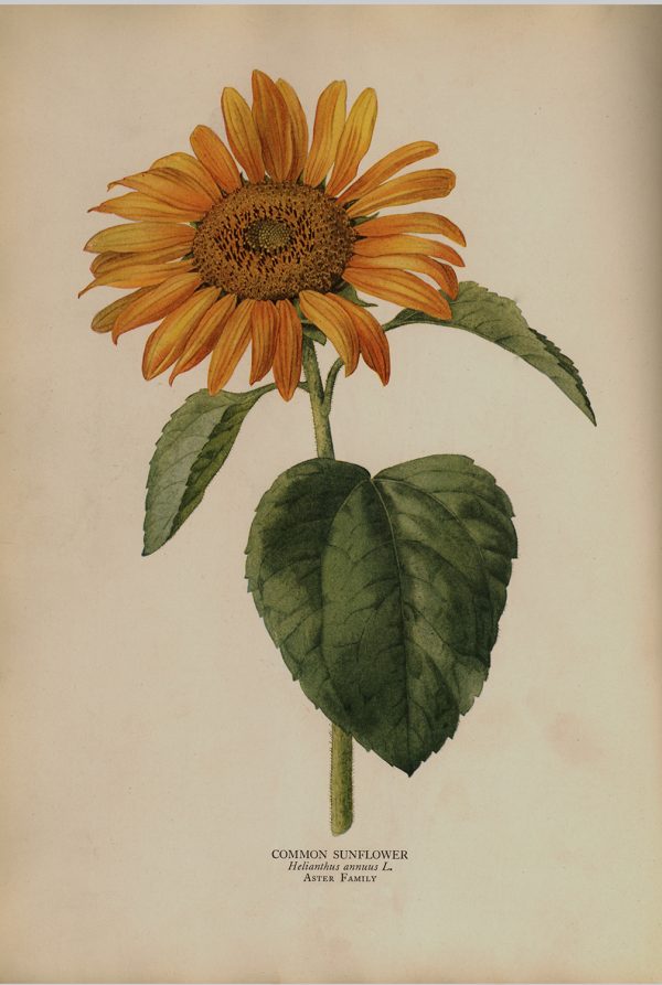 Botanical Botanical/Zoological Common Sunflower Vintage Color Illustration Reproduction Print Behind Glass