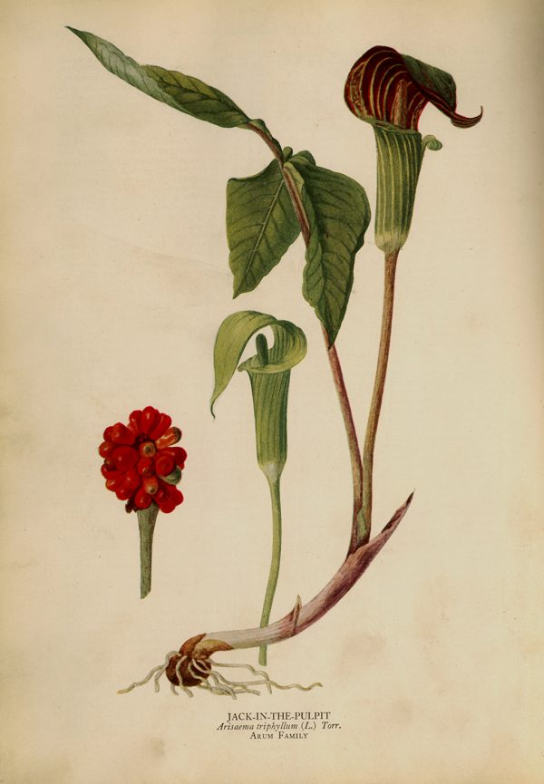 Botanical Botanical/Zoological Jack in the Pulpit Vintage Color Illustration