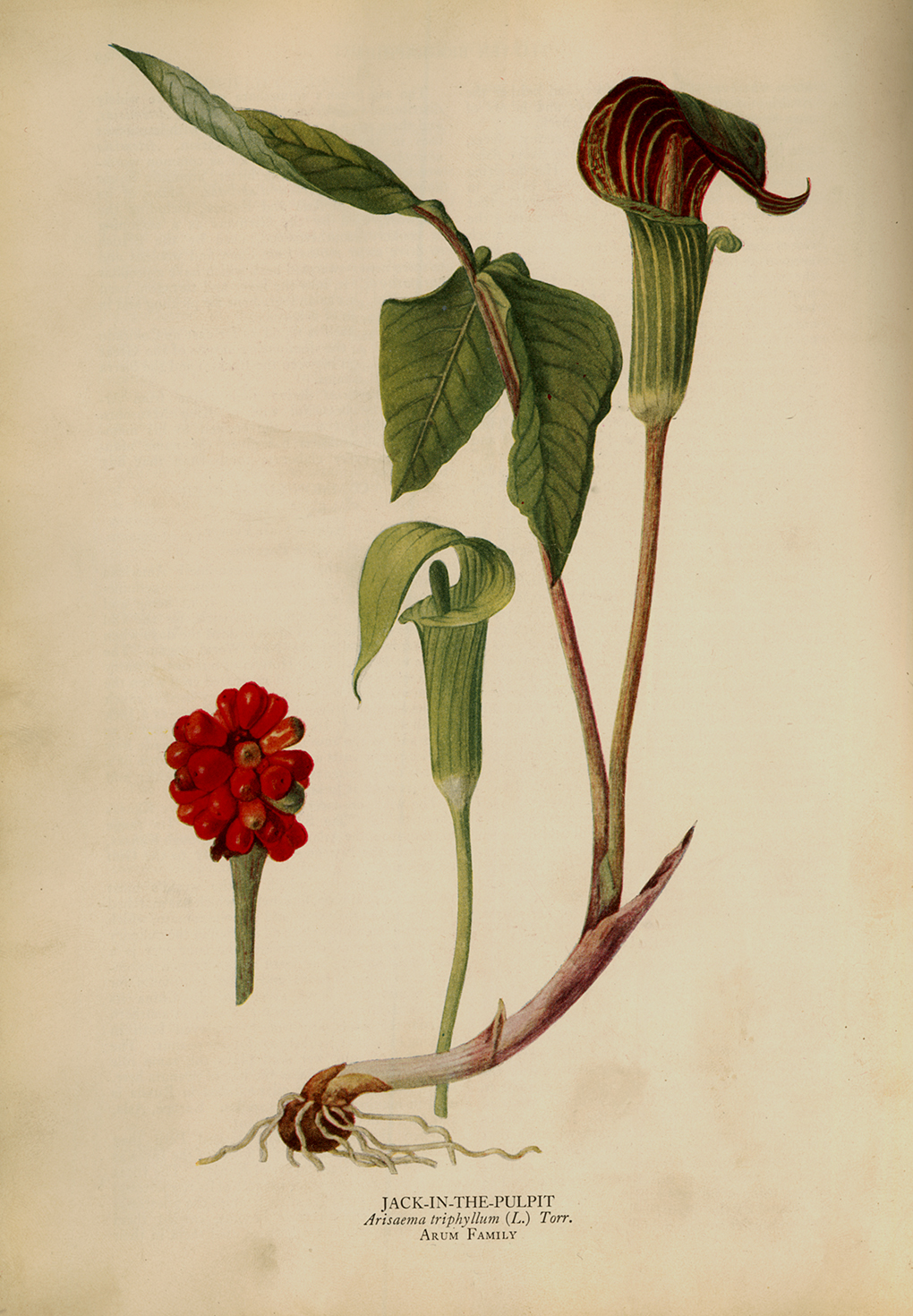 Botanical Botanical/Zoological Jack in the Pulpit Vintage Color Illustration Reproduction Print Behind Glass