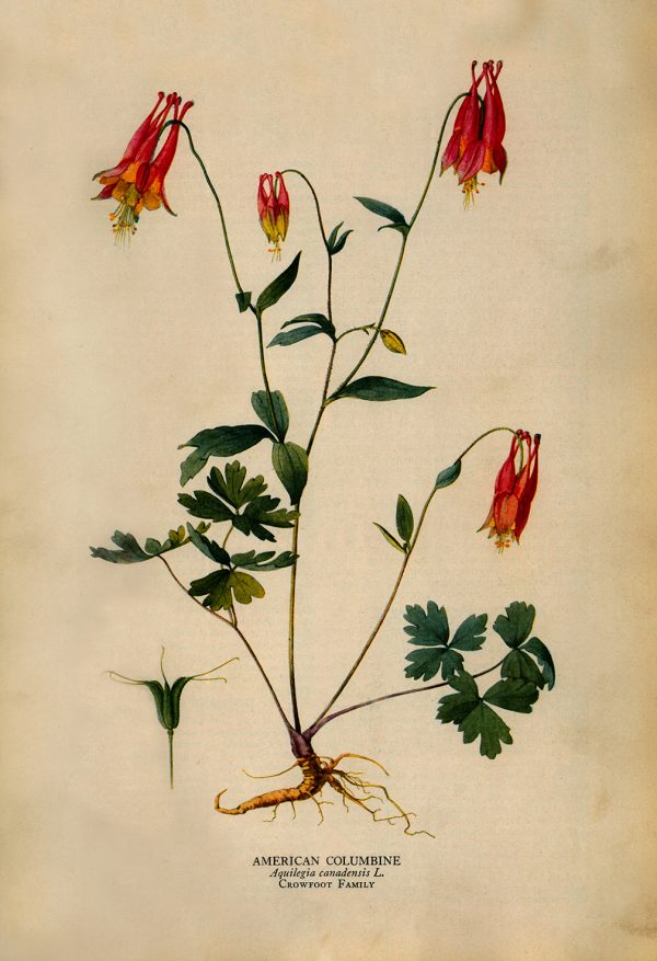 Botanical Botanical/Zoological American Columbine Vintage Color Illustration