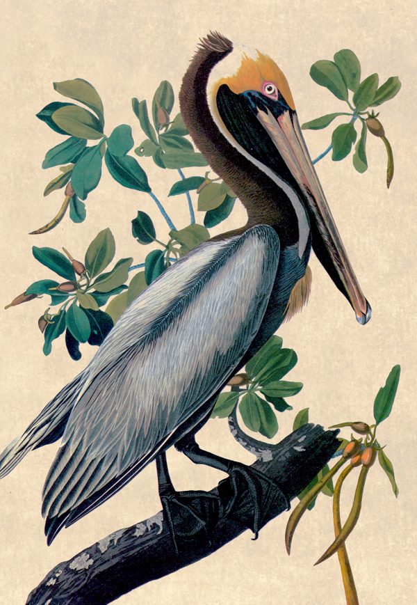 Marine Life/Birds Botanical/Zoological Brown Pelican Vintage Color Illustration Reproduction Framed Print Behind Glass